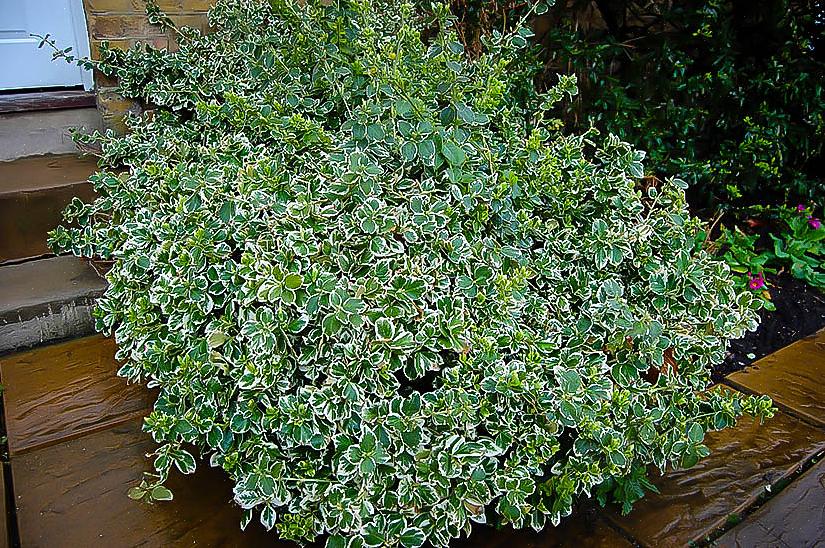 Emerald Gaiety on Euonymus fortunei -kasvin lajike