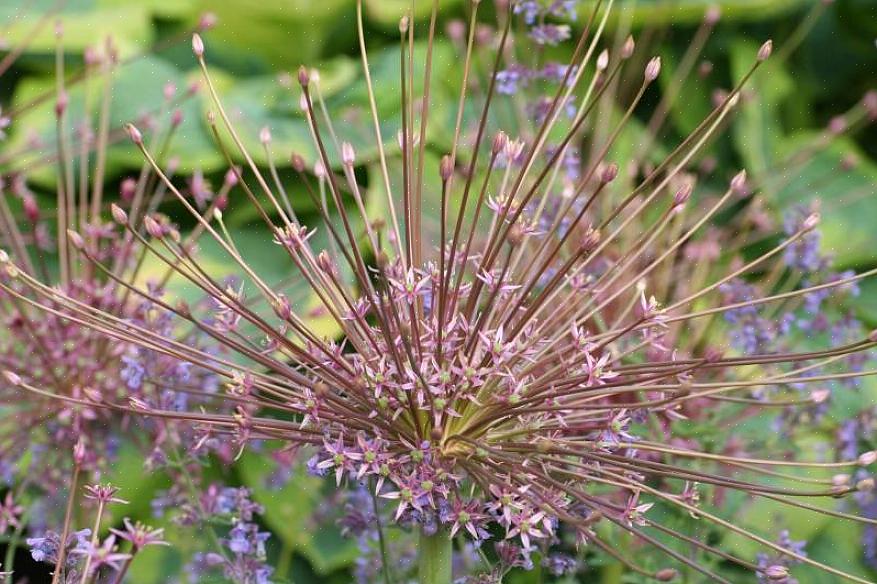 Allium schubertii arvostetaan niille