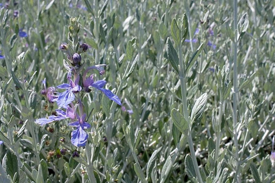 Seinäsihti (Teucrium chamaedrys tai vuorotellen Teucrium x lucidrys) on yksi vanhanaikaisista kasveista