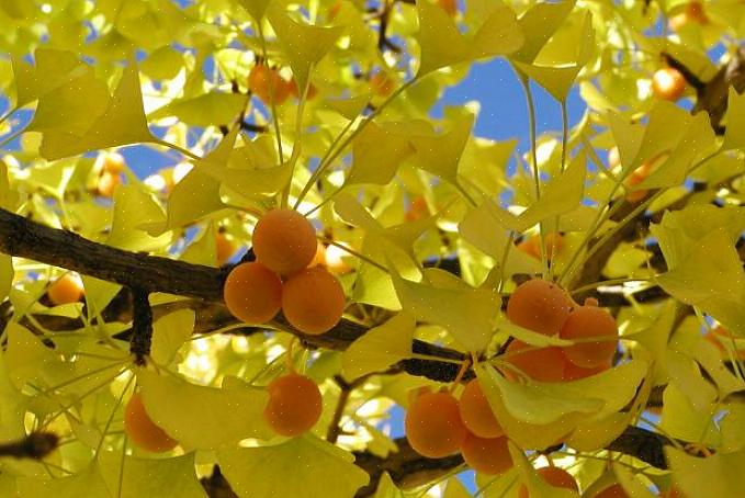 Uros ginkgo biloba -puiden lajikkeet