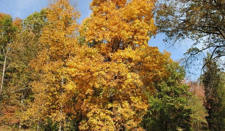 Shagbark-hickory-pähkinäpuiden puu on erittäin kovaa