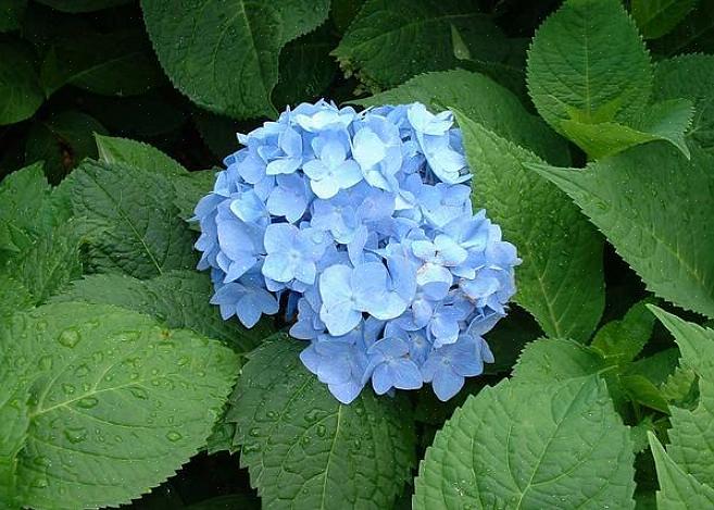 Macrophylla 'Nikko Blue' kasvaa korkeintaan 4-6 metriksi