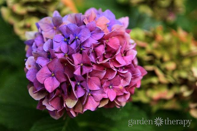 Joka luokitellaan uudestisyntyviksi hydrangeaiksi