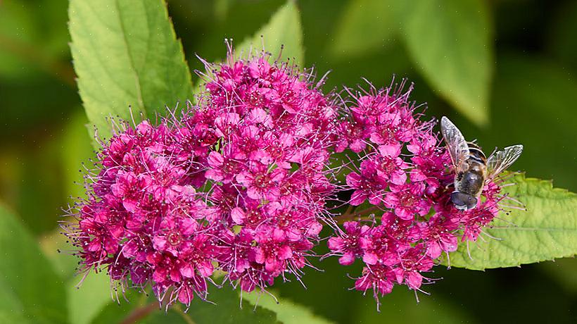 Mutta näet usein myös Spiraea x bumalda Neon Flash -tablettia kasvitieteellisenä nimenä