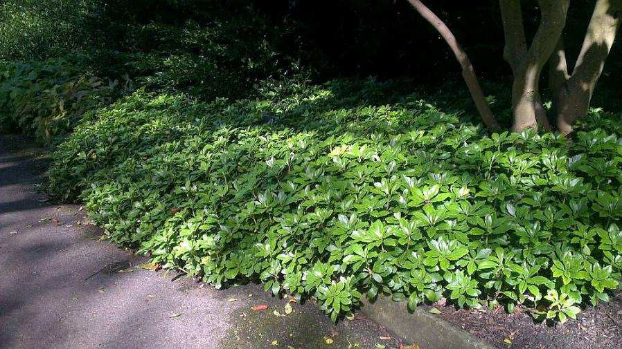 Pachysandra terminalisiksi