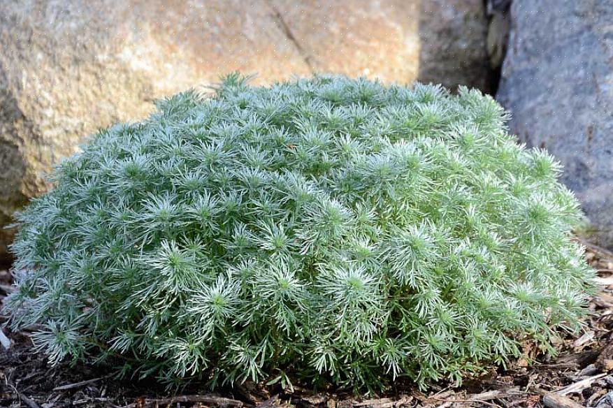 Silvermound Artemisiaa kutsutaan tieteellisesti kasvien taksonomiassa Artemisia schmidtiana