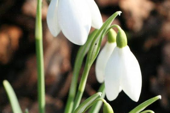 Lumikellot (Galanthus nivalis) ovat yksi ensimmäisistä kevätkukista