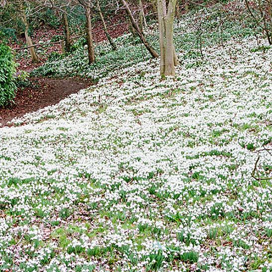 Kasvien taksonomia luokittelee tavalliset lumikellot Galanthus nivalikseksi