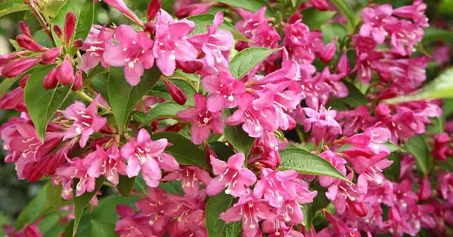 Kasvien taksonomia luokittelee weigelapensaat Weigela floridaksi