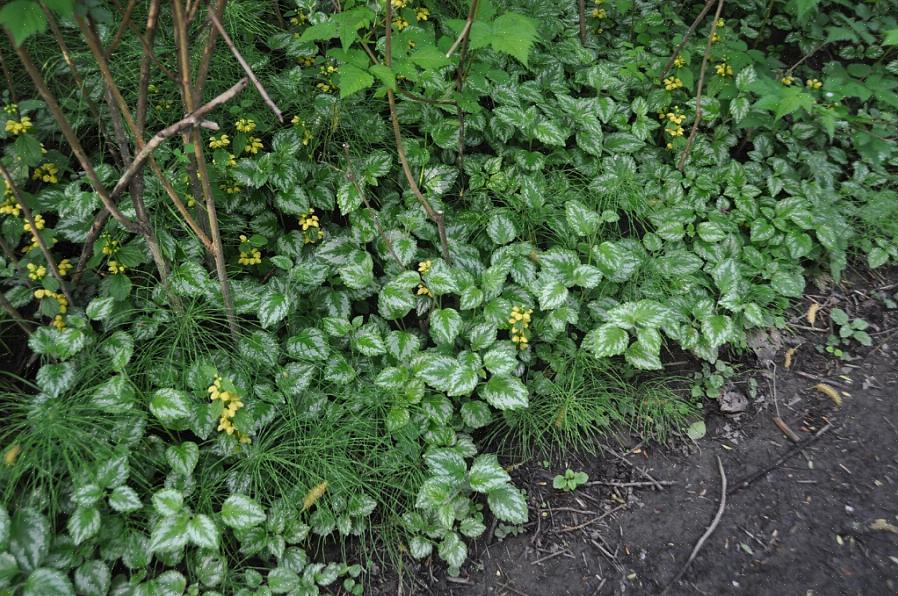 Että keltainen arkkienkeli on "väärä" Lamium-kasvi tai vain muistuttaa todellista Lamium-kasvia