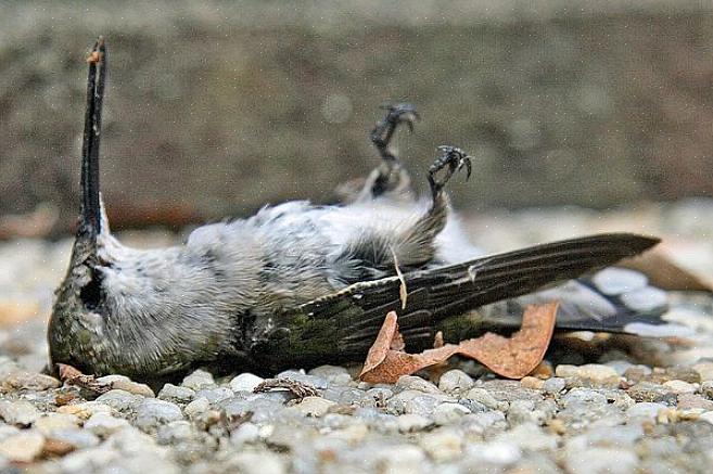 Käytä asianmukaista hummingbird-nektarin reseptiä tarjoamaan asianmukaista ravintoa takapihan kolibreille