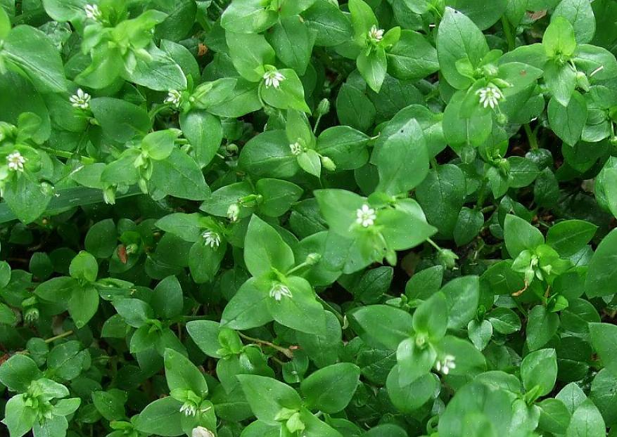 Lehtilehden tai "tavallisen" plantainin (Plantago major) murskattuja lehtiä voidaan käyttää suolana