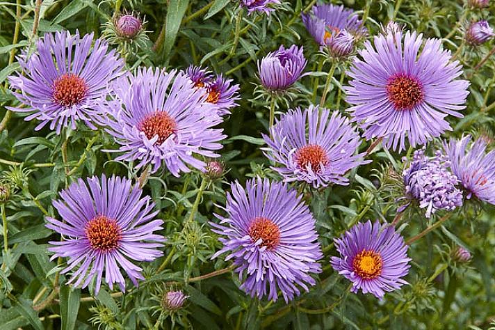 New England-astrit (Symphyotrichum novae-angliae) saattavat olla tunnetuin asterityyppi