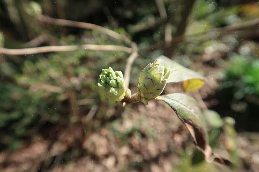 Magnolia-silmut voivat mädäntyä pitkiä aikoja tällaisessa säässä