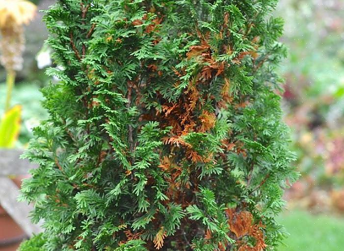 Mutta jos arborvitae-pensas muuttuu ruskeaksi talvella tai alkukeväällä