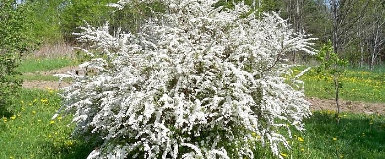 Morsiamen seppele spirea on keskikokoinen lehtipensas