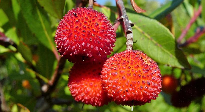 Mansikkapuun lisäksi Arbutus unedoa kutsutaan myös Killarney-mansikkapuuksi