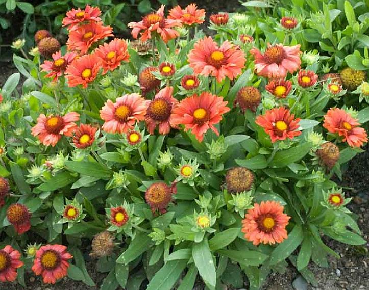 Suurin osa puutarhassamme kasvavista moderneista peittokukista on hybridi Gaillardia X Grandiflora