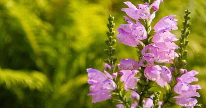 Tottelevainen kasvi (Physostegia virginiana) sai yleisen nimensä