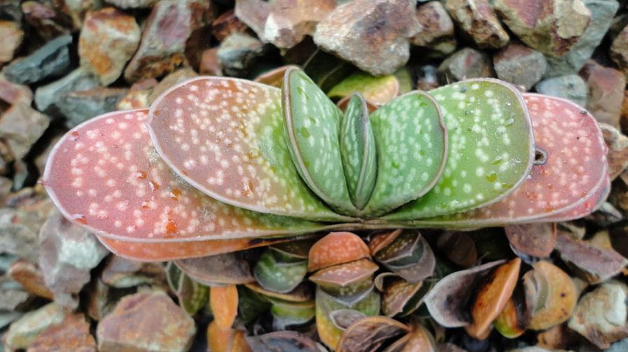 Gasteria-kasvit ovat alttiita sieni-infektioille