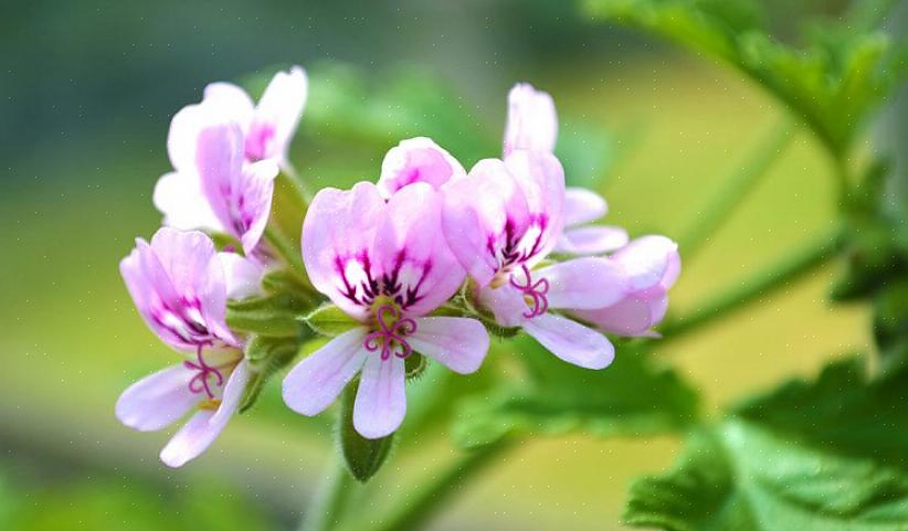 Tuoksuilla pelargonioilla on rauhaset lehtien karvojen juuressa