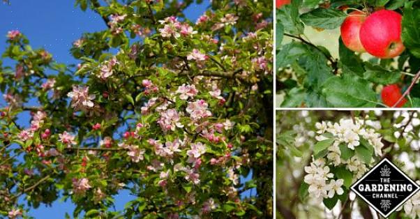 Omenapuut (Malus spp.) Ja muut ruusuperheen kasvit