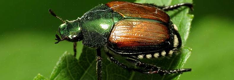 Joita käytetään yleisesti japanilaisten kovakuoriaisten torjuntaan (Steinernema spp.)