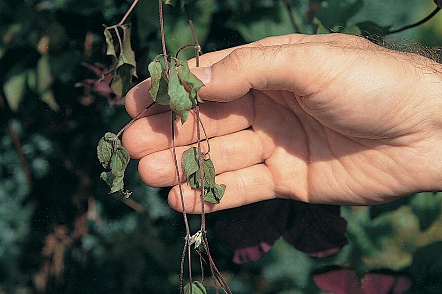 Clematis wilt aiheuttaa clematis-viiniköynnöksen lehdet