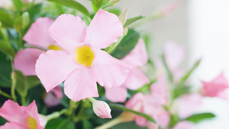 Dipladenia tai Mandevilla sietävät kuivuutta