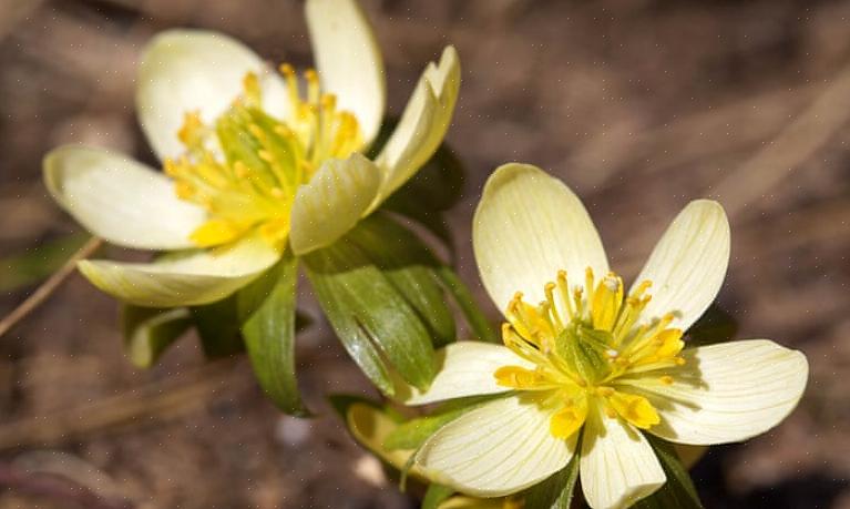 Monkshood ei koskaan "tarvitse" jakaa