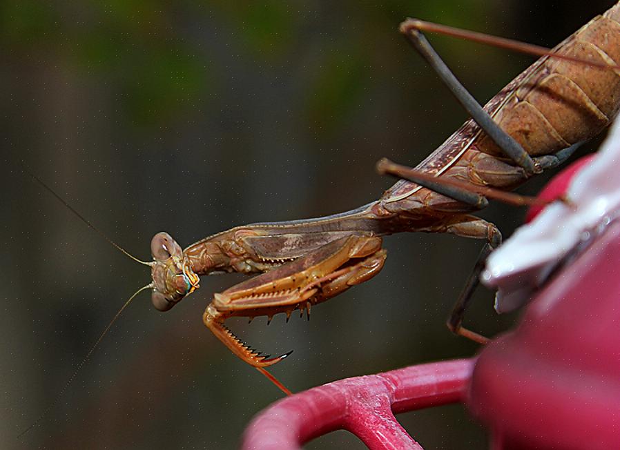 Vaikka kolibri saalistajat ovat merkittävä uhka näille pienille linnuille