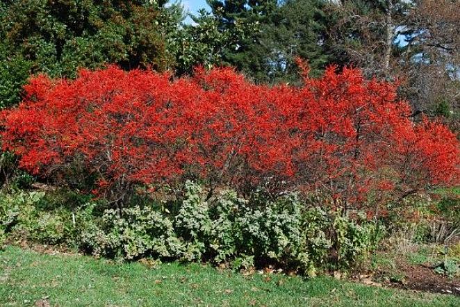 Winterberry Holly tai Winterberry on kotimaamme