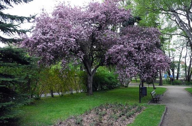 Violetti lehtiä luumu on keskikokoinen lehtipuu