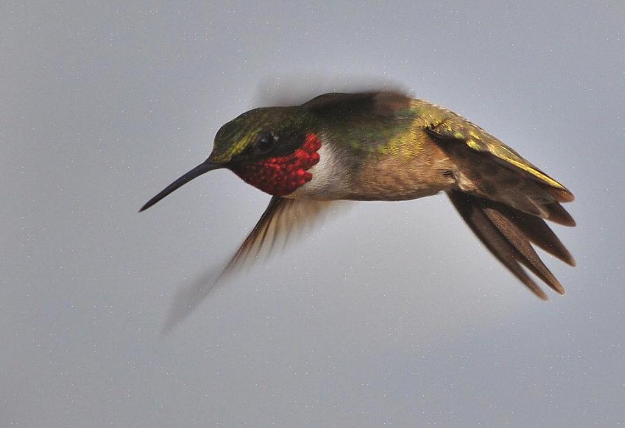 Tämä kolibri käyttäytyminen voi kuitenkin olla ongelma muille hummereille takapihan syöttölaitteissa