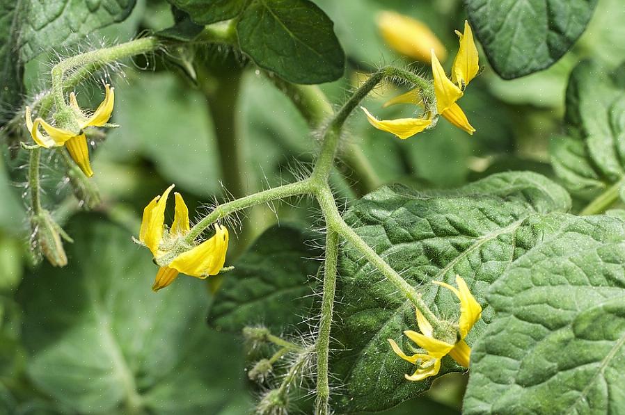 Joka voi olla erittäin turhauttavaa kotipuutarhaajalle