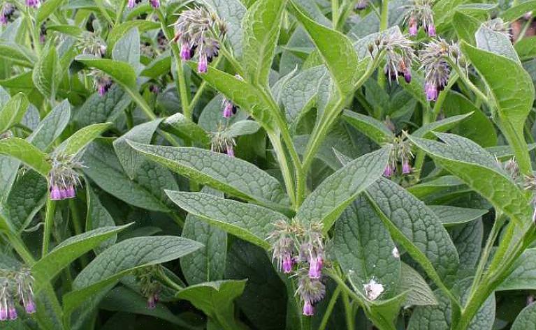 Comfrey-kasvit ampuvat nopeasti