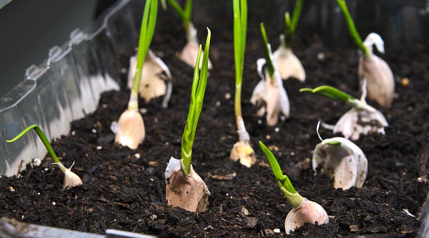 Hardneck-valkosipulilla on yleensä vähemmän neilikoita kuin softneck-lajikkeita