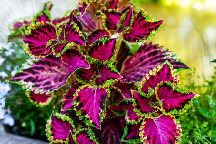 Coleus-kasvit ovat yksi harvoista kasveista