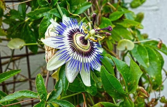 Passionflower-viiniköynnöksissä on syvästi lohkotut lehdet