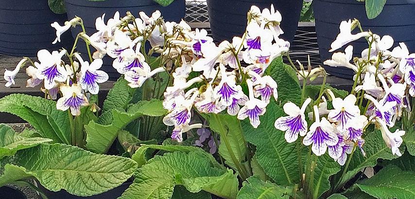 Suurin osa Streptocarpus-lajeista kasvaa kallioisilla