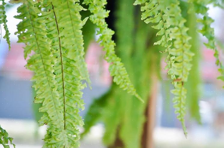 Bostonin saniainen (Nephrolepis exaltata bostoniensis) on yksi tunnetuimmista saniaisista