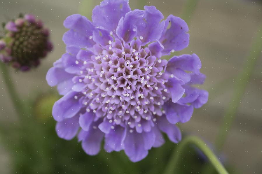 Scabiosa-kukat ansaitsivat lempinimen neulatyynykukka merkittäville heteille