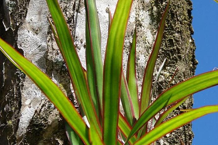 Dracaena-ryhmä on suuri joukko kasveja