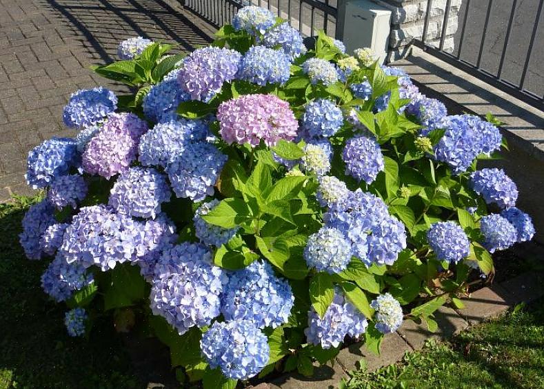 Yleisimmin kasvatetut hortensiat olivat aiemmin isolehtiset hydrangeat (Hydrangea macrophylla)