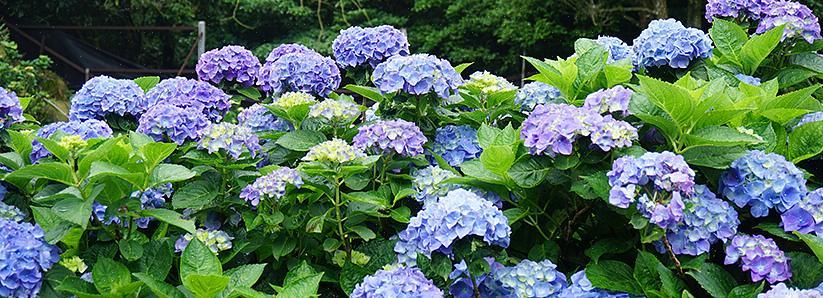 Että jotkut hydrangeat kukkivat niin kutsutulla "vanhalla puulla" tai oksilla