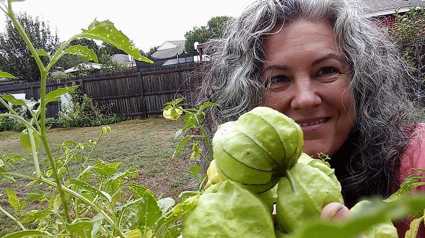 Tomatillot ovat ulkonäöltään samanlaisia kuin cape-karviaismarjat