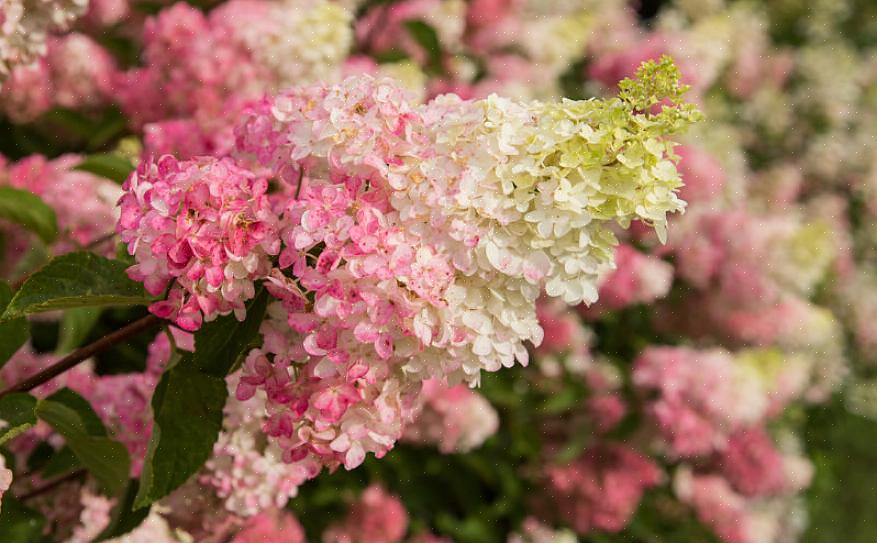 Täydennä "Lady in Red" -draama Hydrangea paniculata Limelightin pehmeillä