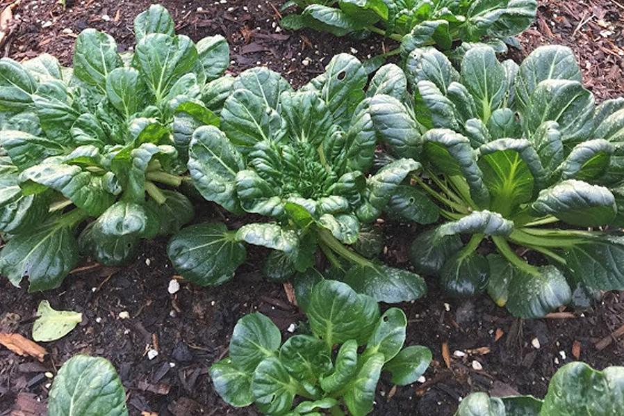 Tatsoi-kasveilla on taipumus kasvaa tasaisemmassa ruusukkeessa kuin bok choi