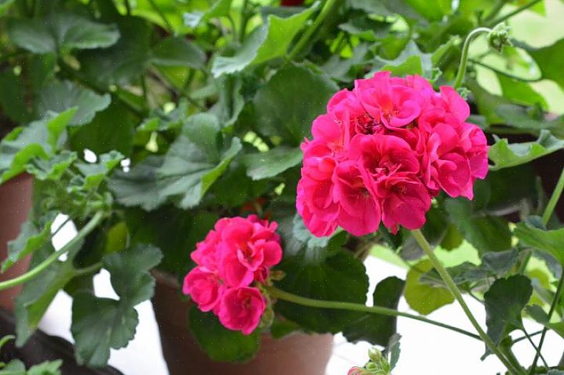 Kaikki pelargoniat tarvitsevat suojaa talven jäätymiseltä