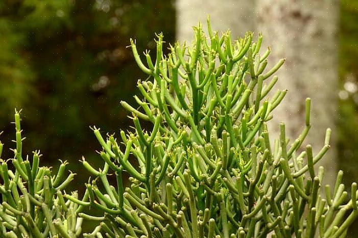 Yleisesti kutsuttu kynäkaktus (Euphorbia tirucalli) on Euphorbia-perheen jäsen